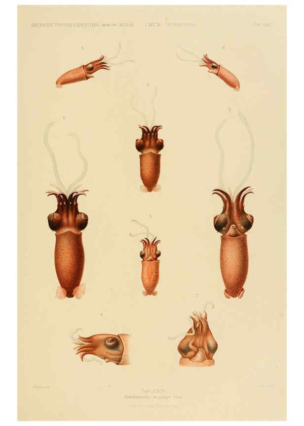 Reproducción/Reproduction 6286438442: Die Cephalopoden. Bd. 18, T.1 (Atlas) [Jena],G. Fischer,1910-1915