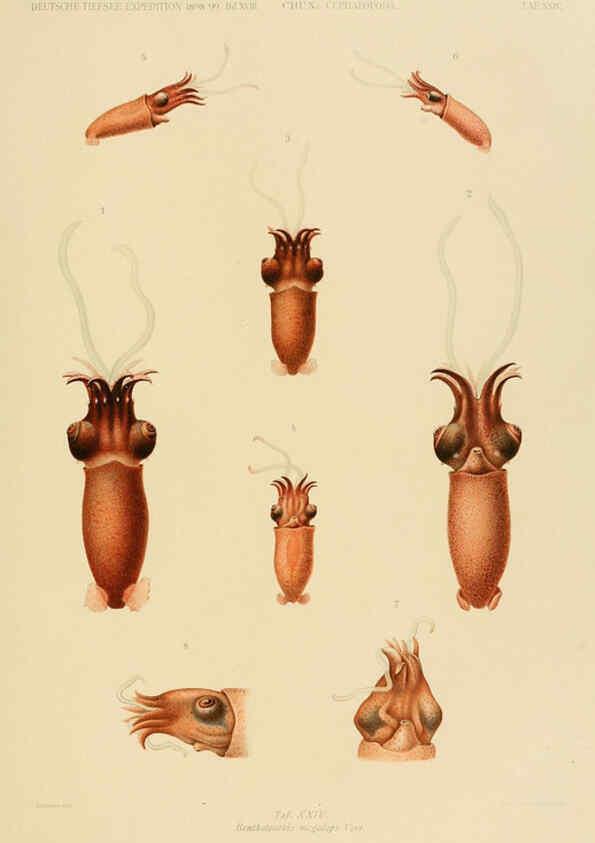Reproducción/Reproduction 6286438442: Die Cephalopoden. Bd. 18, T.1 (Atlas) [Jena],G. Fischer,1910-1915