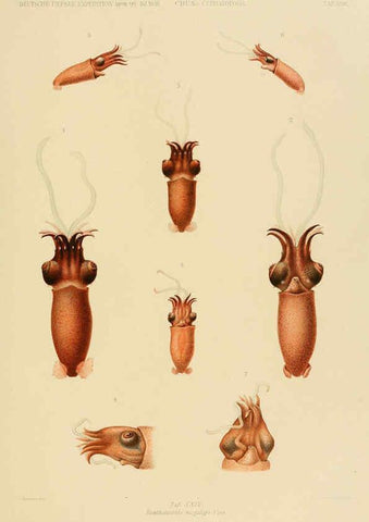 Reproducción/Reproduction 6286438442: Die Cephalopoden. Bd. 18, T.1 (Atlas) [Jena],G. Fischer,1910-1915