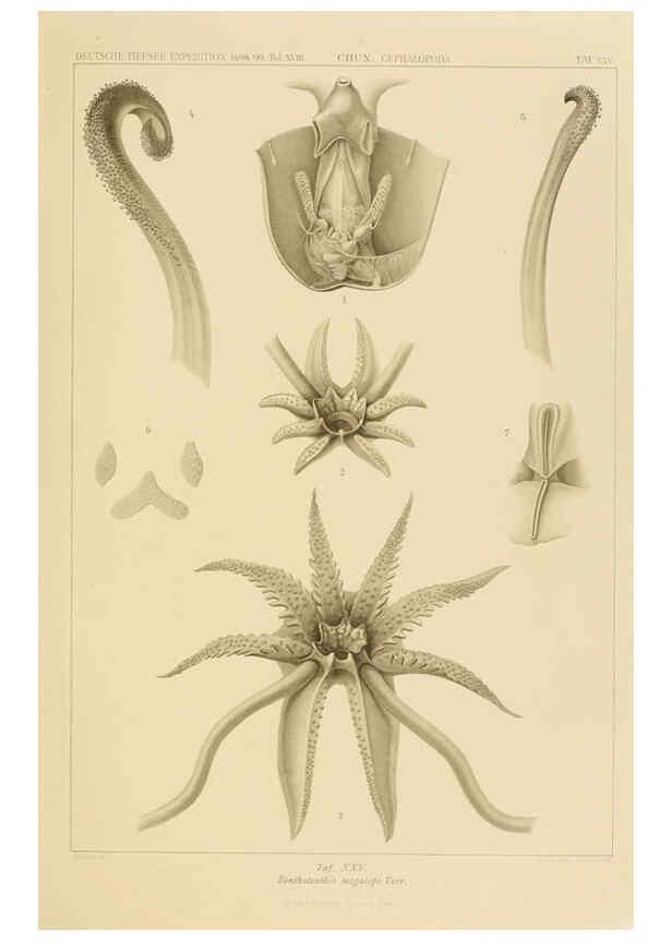Reproducción/Reproduction 6286438702: Die Cephalopoden. Bd. 18, T.1 (Atlas) [Jena],G. Fischer,1910-1915