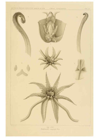 Reproducción/Reproduction 6286438702: Die Cephalopoden. Bd. 18, T.1 (Atlas) [Jena],G. Fischer,1910-1915