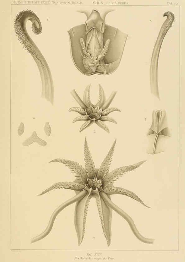 Reproducción/Reproduction 6286438702: Die Cephalopoden. Bd. 18, T.1 (Atlas) [Jena],G. Fischer,1910-1915