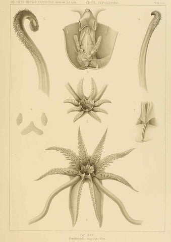 Reproducción/Reproduction 6286438702: Die Cephalopoden. Bd. 18, T.1 (Atlas) [Jena],G. Fischer,1910-1915
