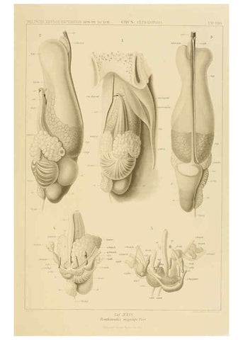 Reproducción/Reproduction 6286438868: Die Cephalopoden. Bd. 18, T.1 (Atlas) [Jena],G. Fischer,1910-1915