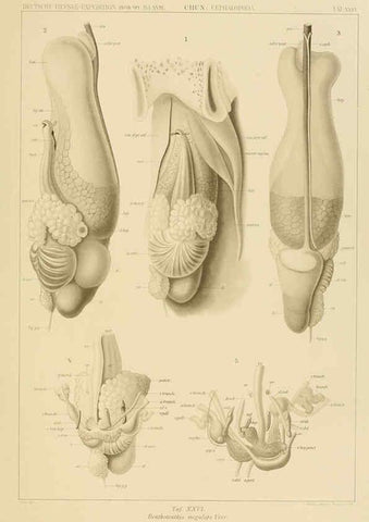 Reproducción/Reproduction 6286438868: Die Cephalopoden. Bd. 18, T.1 (Atlas) [Jena],G. Fischer,1910-1915