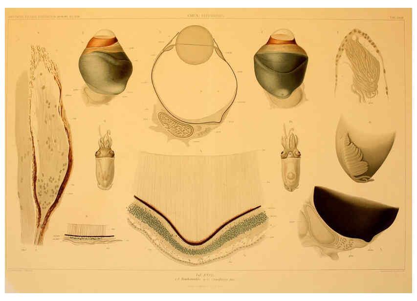 Reproducción/Reproduction 6285918809: Die Cephalopoden. Bd. 18, T.1 (Atlas) [Jena],G. Fischer,1910-1915