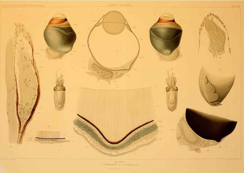 Reproducción/Reproduction 6285918809: Die Cephalopoden. Bd. 18, T.1 (Atlas) [Jena],G. Fischer,1910-1915