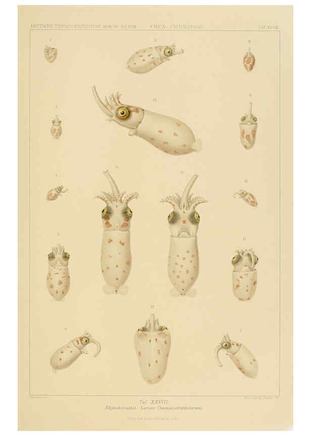 Reproducción/Reproduction 6286439418: Die Cephalopoden. Bd. 18, T.1 (Atlas) [Jena],G. Fischer,1910-1915