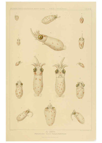 Reproducción/Reproduction 6286439418: Die Cephalopoden. Bd. 18, T.1 (Atlas) [Jena],G. Fischer,1910-1915