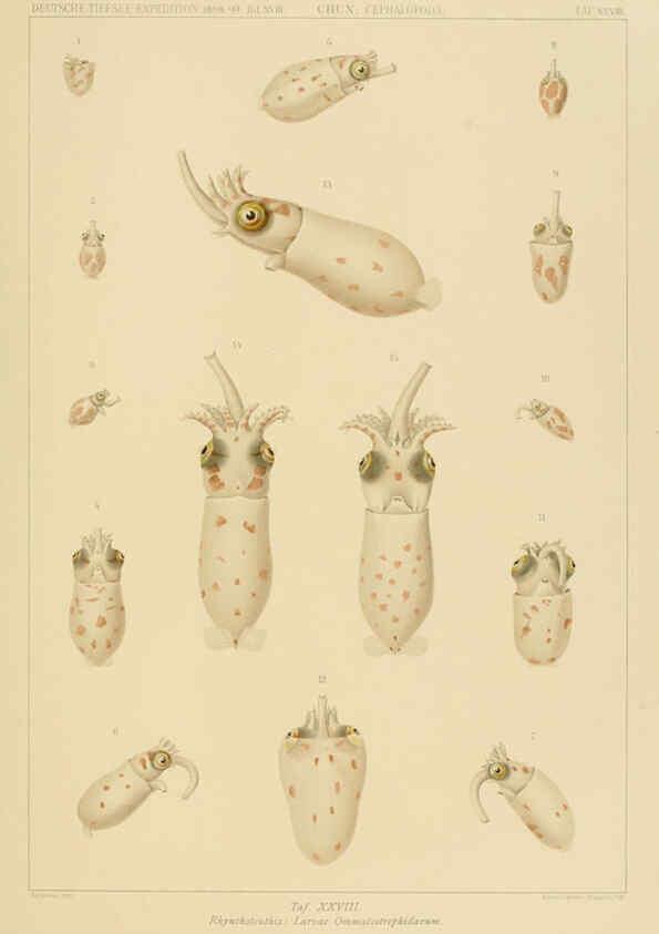 Reproducción/Reproduction 6286439418: Die Cephalopoden. Bd. 18, T.1 (Atlas) [Jena],G. Fischer,1910-1915
