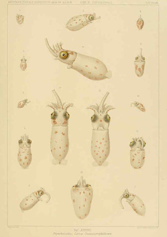Reproducción/Reproduction 6286439418: Die Cephalopoden. Bd. 18, T.1 (Atlas) [Jena],G. Fischer,1910-1915
