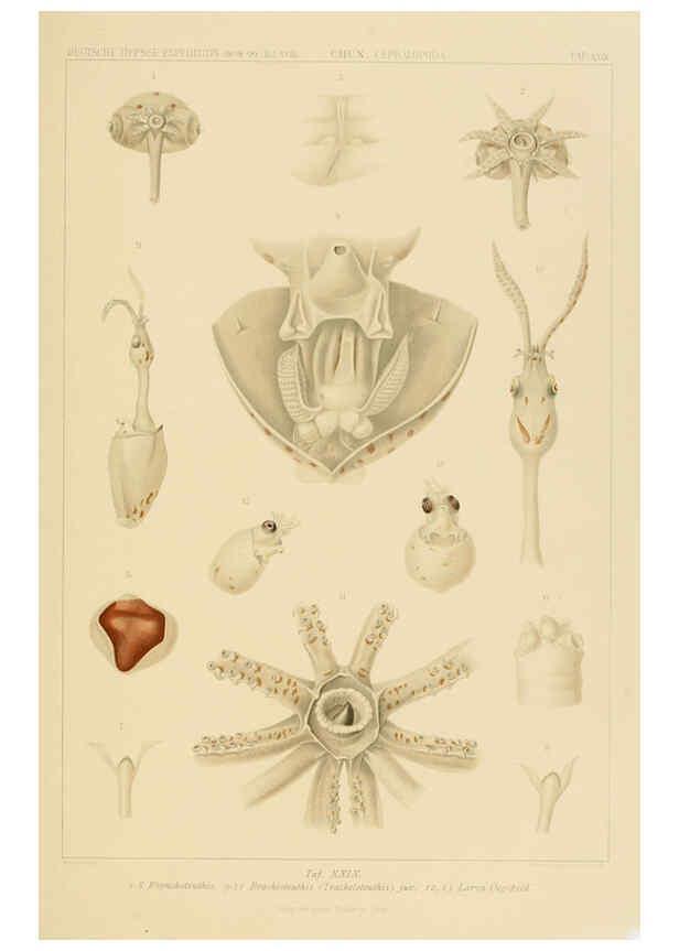 Reproducción/Reproduction 6285919297: Die Cephalopoden. Bd. 18, T.1 (Atlas) [Jena],G. Fischer,1910-1915
