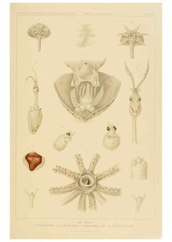 Reproducción/Reproduction 6285919297: Die Cephalopoden. Bd. 18, T.1 (Atlas) [Jena],G. Fischer,1910-1915