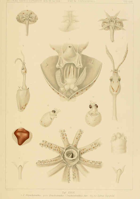 Reproducción/Reproduction 6285919297: Die Cephalopoden. Bd. 18, T.1 (Atlas) [Jena],G. Fischer,1910-1915