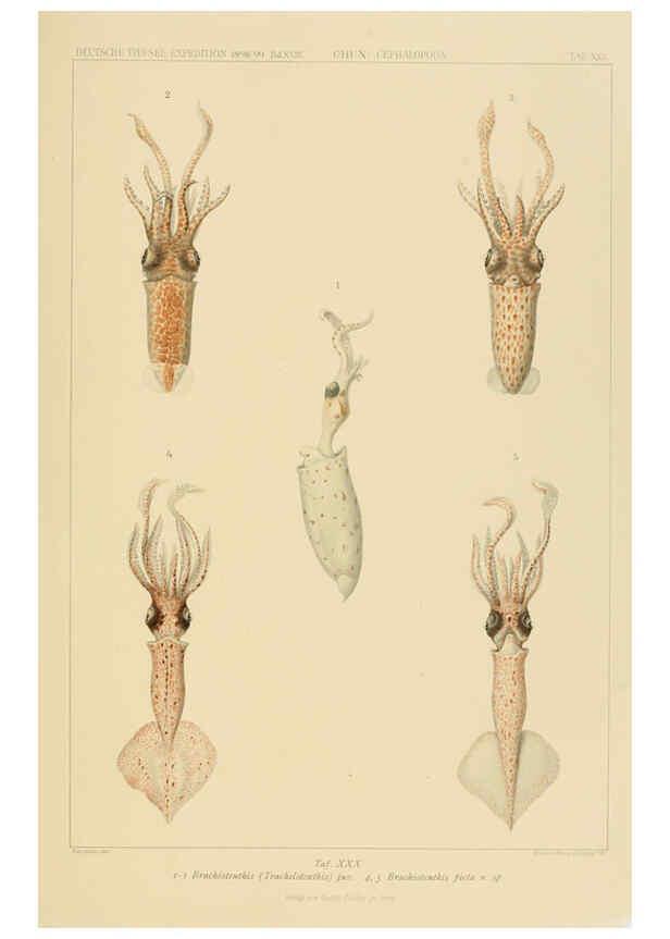 Reproducción/Reproduction 6286439778: Die Cephalopoden. Bd. 18, T.1 (Atlas) [Jena],G. Fischer,1910-1915