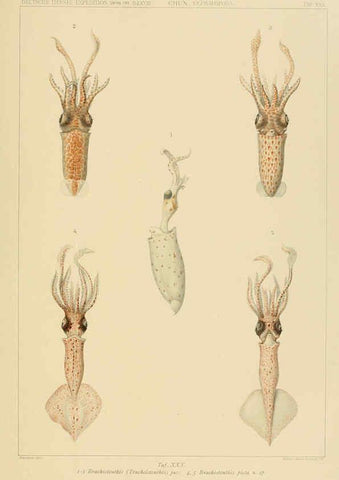 Reproducción/Reproduction 6286439778: Die Cephalopoden. Bd. 18, T.1 (Atlas) [Jena],G. Fischer,1910-1915