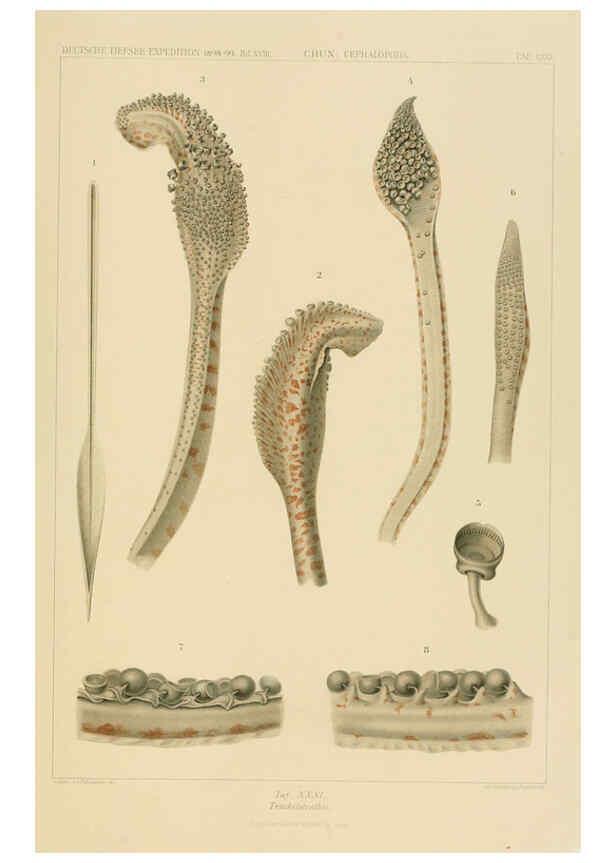Reproducción/Reproduction 6286439936: Die Cephalopoden. Bd. 18, T.1 (Atlas) [Jena],G. Fischer,1910-1915