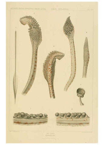 Reproducción/Reproduction 6286439936: Die Cephalopoden. Bd. 18, T.1 (Atlas) [Jena],G. Fischer,1910-1915