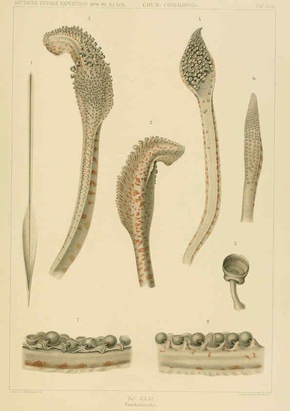 Reproducción/Reproduction 6286439936: Die Cephalopoden. Bd. 18, T.1 (Atlas) [Jena],G. Fischer,1910-1915