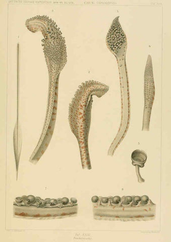 Reproducción/Reproduction 6286439936: Die Cephalopoden. Bd. 18, T.1 (Atlas) [Jena],G. Fischer,1910-1915