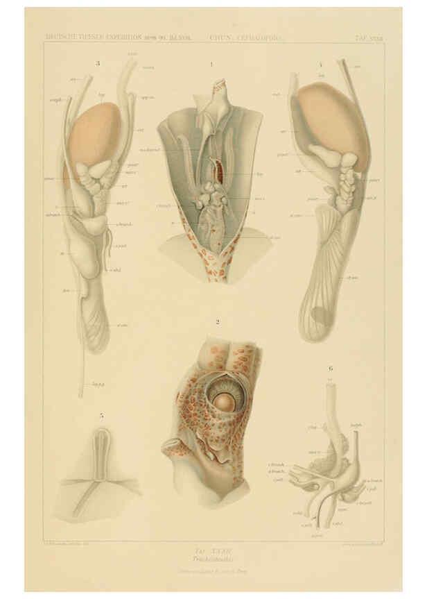 Reproducción/Reproduction 6285919777: Die Cephalopoden. Bd. 18, T.1 (Atlas) [Jena],G. Fischer,1910-1915