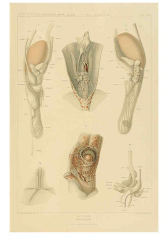 Reproducción/Reproduction 6285919777: Die Cephalopoden. Bd. 18, T.1 (Atlas) [Jena],G. Fischer,1910-1915