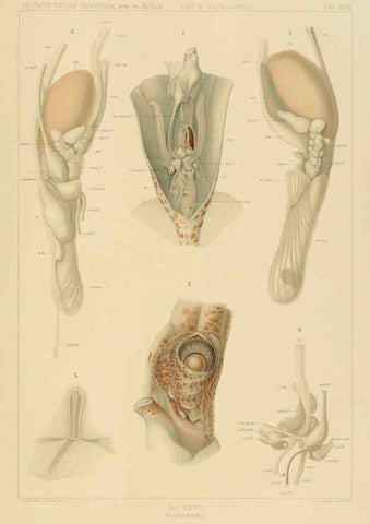 Reproducción/Reproduction 6285919777: Die Cephalopoden. Bd. 18, T.1 (Atlas) [Jena],G. Fischer,1910-1915