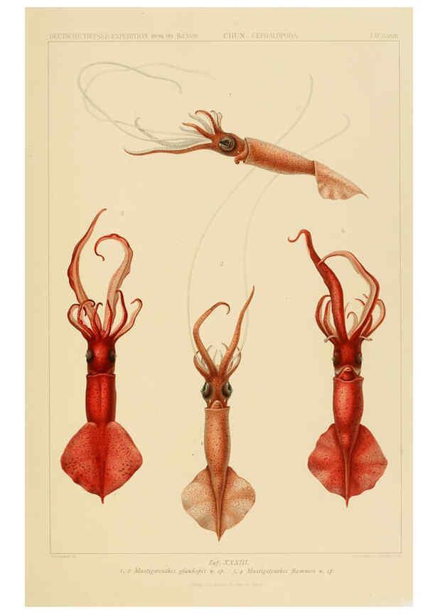 Reproducción/Reproduction 6286440264: Die Cephalopoden. Bd. 18, T.1 (Atlas) [Jena],G. Fischer,1910-1915