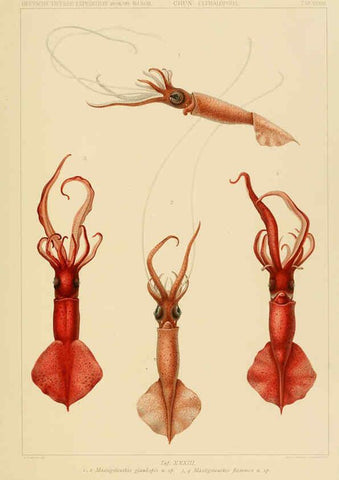Reproducción/Reproduction 6286440264: Die Cephalopoden. Bd. 18, T.1 (Atlas) [Jena],G. Fischer,1910-1915
