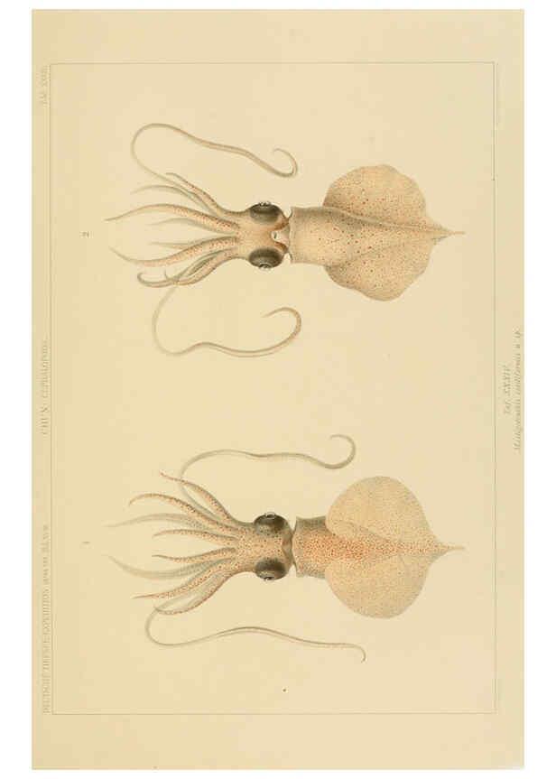 Reproducción/Reproduction 6285920147: Die Cephalopoden. Bd. 18, T.1 (Atlas) [Jena],G. Fischer,1910-1915
