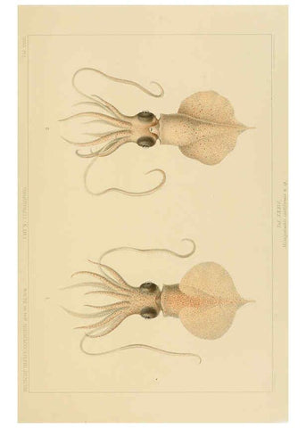 Reproducción/Reproduction 6285920147: Die Cephalopoden. Bd. 18, T.1 (Atlas) [Jena],G. Fischer,1910-1915