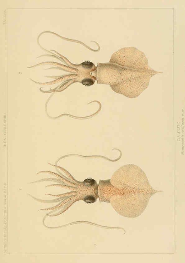 Reproducción/Reproduction 6285920147: Die Cephalopoden. Bd. 18, T.1 (Atlas) [Jena],G. Fischer,1910-1915