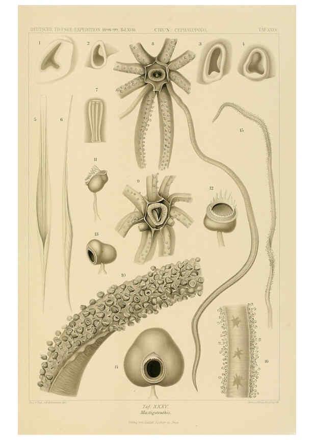Reproducción/Reproduction 6285920333: Die Cephalopoden. Bd. 18, T.1 (Atlas) [Jena],G. Fischer,1910-1915