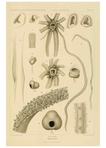 Reproducción/Reproduction 6285920333: Die Cephalopoden. Bd. 18, T.1 (Atlas) [Jena],G. Fischer,1910-1915