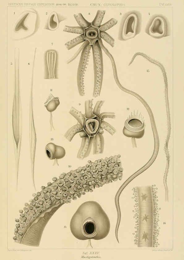 Reproducción/Reproduction 6285920333: Die Cephalopoden. Bd. 18, T.1 (Atlas) [Jena],G. Fischer,1910-1915