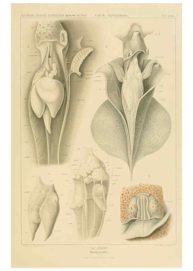 Reproducción/Reproduction 6286440924: Die Cephalopoden. Bd. 18, T.1 (Atlas) [Jena],G. Fischer,1910-1915