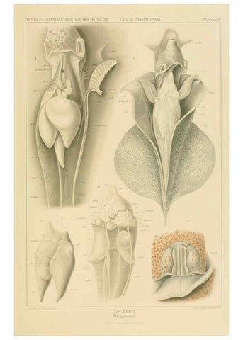 Reproducción/Reproduction 6286440924: Die Cephalopoden. Bd. 18, T.1 (Atlas) [Jena],G. Fischer,1910-1915
