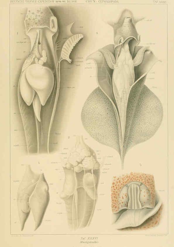 Reproducción/Reproduction 6286440924: Die Cephalopoden. Bd. 18, T.1 (Atlas) [Jena],G. Fischer,1910-1915