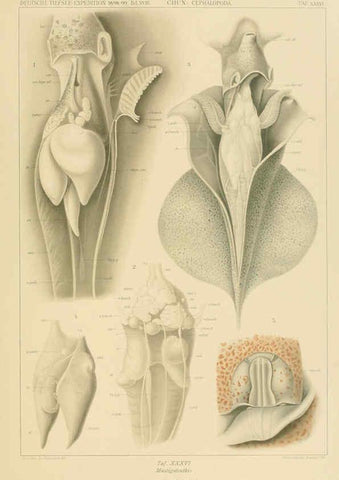 Reproducción/Reproduction 6286440924: Die Cephalopoden. Bd. 18, T.1 (Atlas) [Jena],G. Fischer,1910-1915