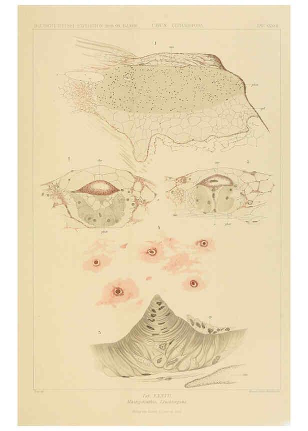 Reproducción/Reproduction 6286441072: Die Cephalopoden. Bd. 18, T.1 (Atlas) [Jena],G. Fischer,1910-1915