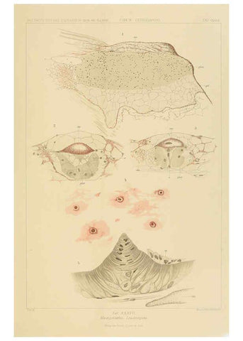 Reproducción/Reproduction 6286441072: Die Cephalopoden. Bd. 18, T.1 (Atlas) [Jena],G. Fischer,1910-1915