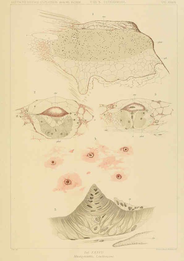 Reproducción/Reproduction 6286441072: Die Cephalopoden. Bd. 18, T.1 (Atlas) [Jena],G. Fischer,1910-1915