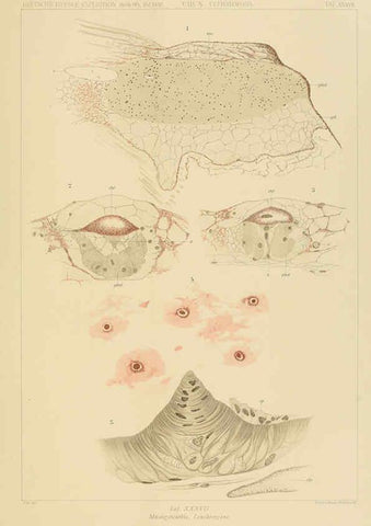 Reproducción/Reproduction 6286441072: Die Cephalopoden. Bd. 18, T.1 (Atlas) [Jena],G. Fischer,1910-1915