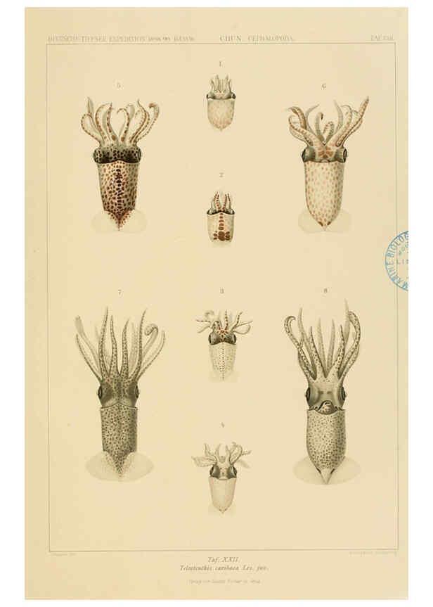 Reproducción/Reproduction 6285917759: Die Cephalopoden. Bd. 18, T.1 (Atlas) [Jena],G. Fischer,1910-1915