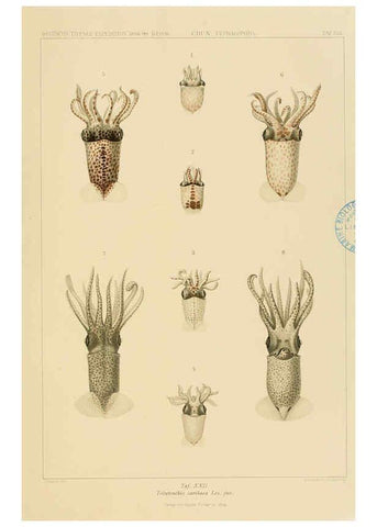 Reproducción/Reproduction 6285917759: Die Cephalopoden. Bd. 18, T.1 (Atlas) [Jena],G. Fischer,1910-1915