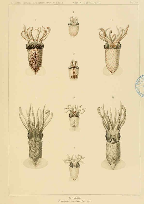 Reproducción/Reproduction 6285917759: Die Cephalopoden. Bd. 18, T.1 (Atlas) [Jena],G. Fischer,1910-1915