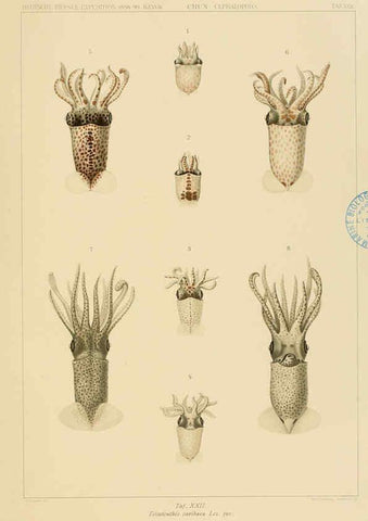 Reproducción/Reproduction 6285917759: Die Cephalopoden. Bd. 18, T.1 (Atlas) [Jena],G. Fischer,1910-1915