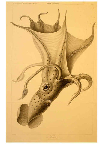 Reproducción/Reproduction 6286437900: Die Cephalopoden. Bd. 18, T.1 (Atlas) [Jena],G. Fischer,1910-1915