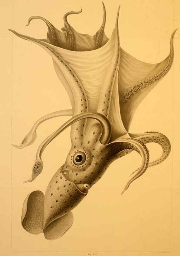 Reproducción/Reproduction 6286437900: Die Cephalopoden. Bd. 18, T.1 (Atlas) [Jena],G. Fischer,1910-1915