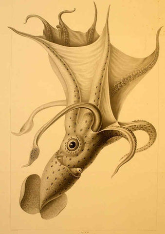 Reproducción/Reproduction 6286437900: Die Cephalopoden. Bd. 18, T.1 (Atlas) [Jena],G. Fischer,1910-1915